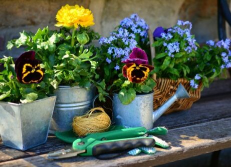 giardinaggio come iniziare